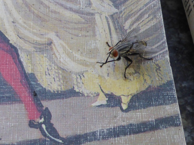 A fly on a book cover